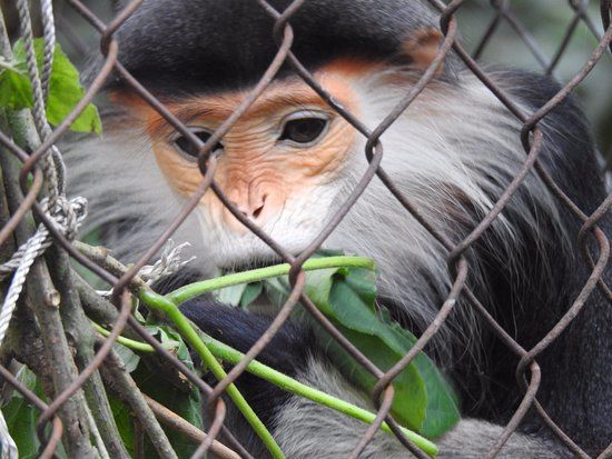 Endangered Primate Rescue Centre